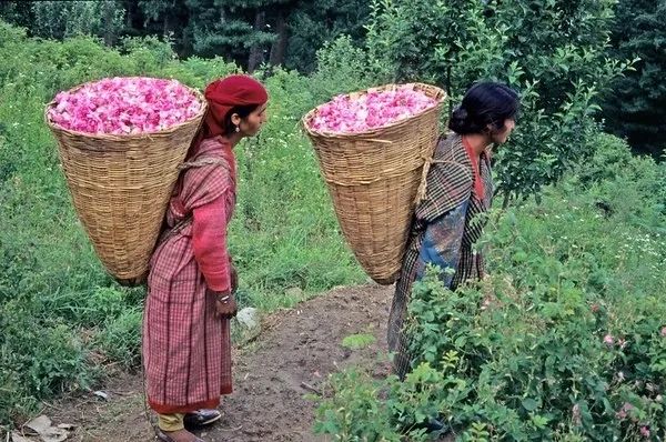 EcoBotanica Himalayan Rose Crème with Cica in Miron violet glass jar