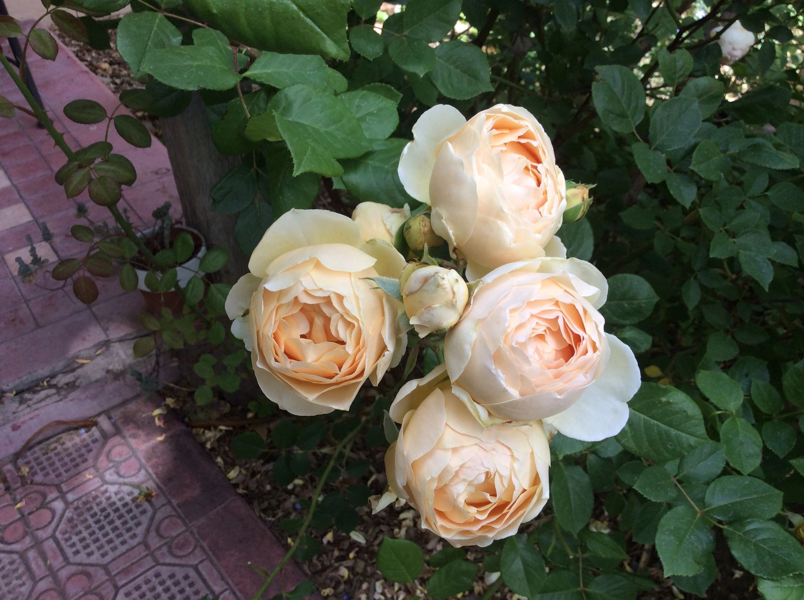 Himalayan rose flowers — source of EcoBotanica's rare rose essential oil