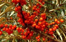Seabuckthorn berries — rich in pro-Vitamin A and Vitamin C used in EcoBotanica products